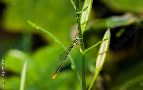 Close up of little green dragonfly on the little tree