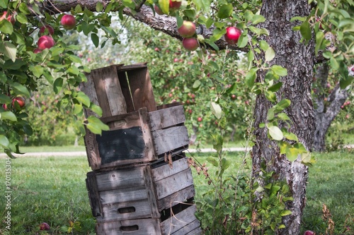 cueillette de pommes dans le verger à l'automne photo