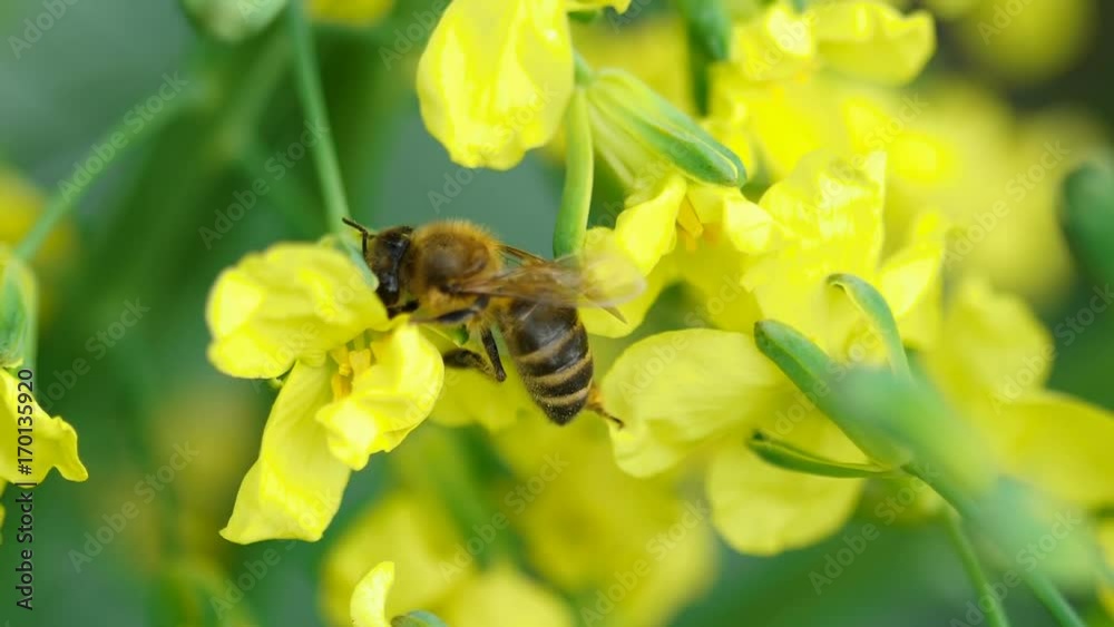 Bee on a flower of Brassica oleracea Bee on a flower of Brassica oleracea