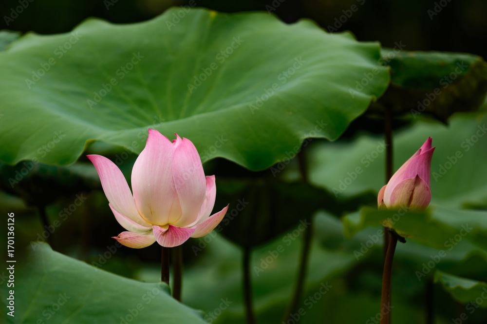 Lotus flower blossom on the lake . Beautiful pink water lily. Lotus flower blossom on the lake . Beautiful pink water lily.