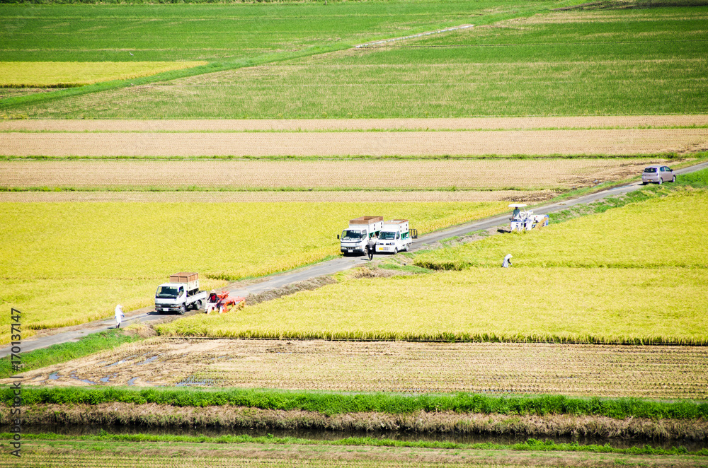 稲　実りの秋　稲刈り・収穫（千葉県・佐原市）