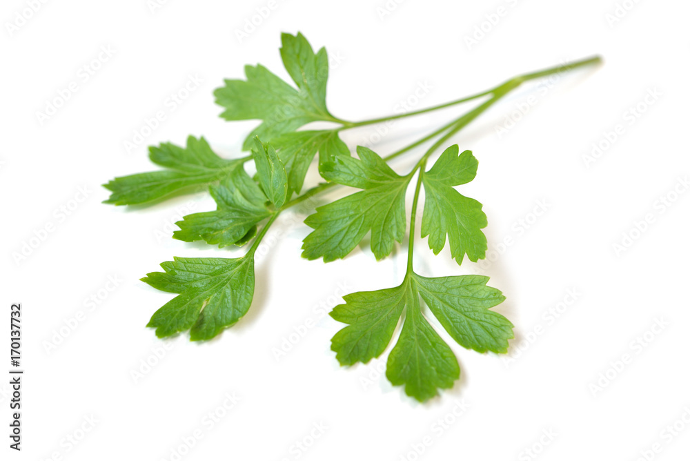 Parsley on white background - isolated Parsley on white background - isolated