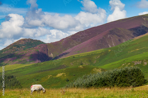 Grazing sheep in Latrigg overlooking Keswick and Derwent Water, Cumbria photo