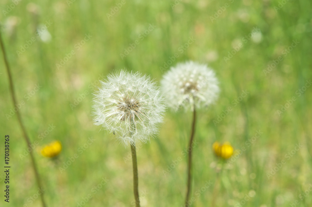 たんぽぽの種 Seeds of dandelion
たんぽぽの種 Seeds of dandelion