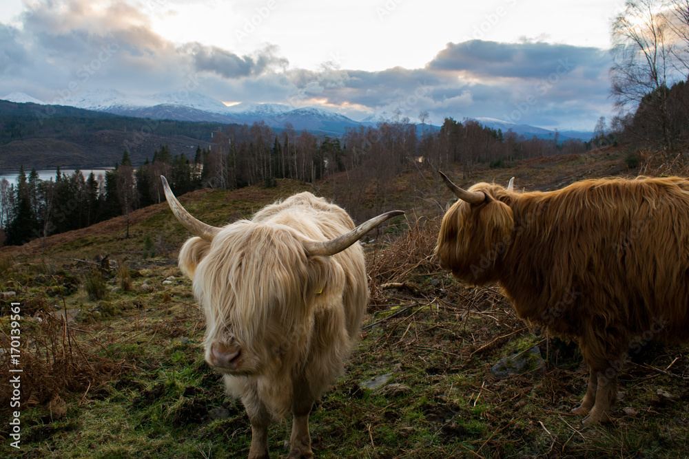Boeufs Des Highland Blanc Et Roux Ile De Skye Ecosse Stock Photo Adobe Stock
