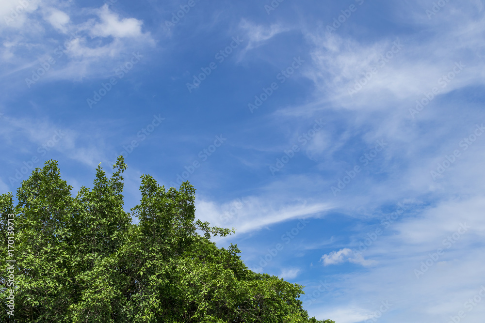 At the upper end of the tree covered with leaves and sky background at daylight.