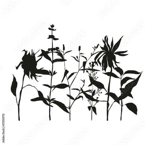 Floral background with meadow grasses, herbs and flowers outlines.