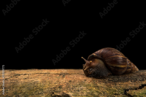 Close up view and dark shadow. Giant African Land Snail is on a bark with soft light in black background.