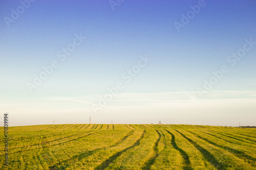 Summer landscape with blue cloudy sky, wheat field and track inside