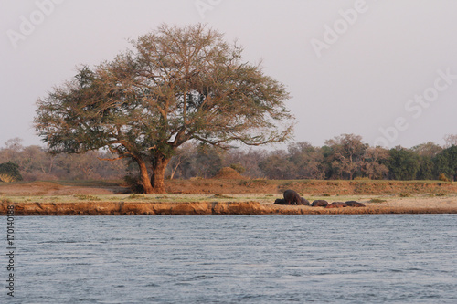 Zambia: Hippos at Lower Zambesi | Sambia: Flusspferde am unteren Sambesi-Fluss photo