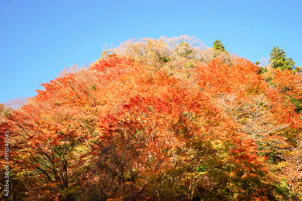 Fototapeta premium 梅ヶ瀬渓谷