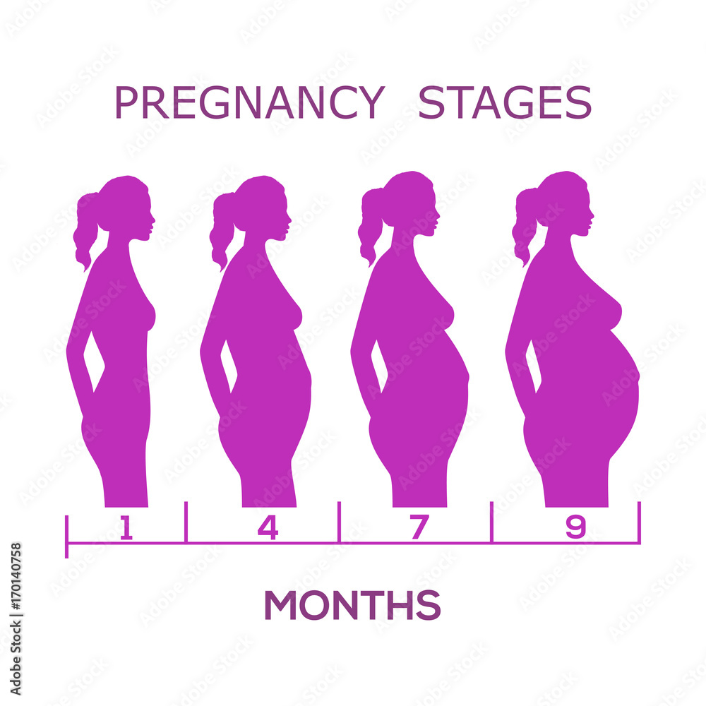 Vector illustration of pregnant female silhouettes. Changes in a woman's body in pregnancy. Pregnancy stages