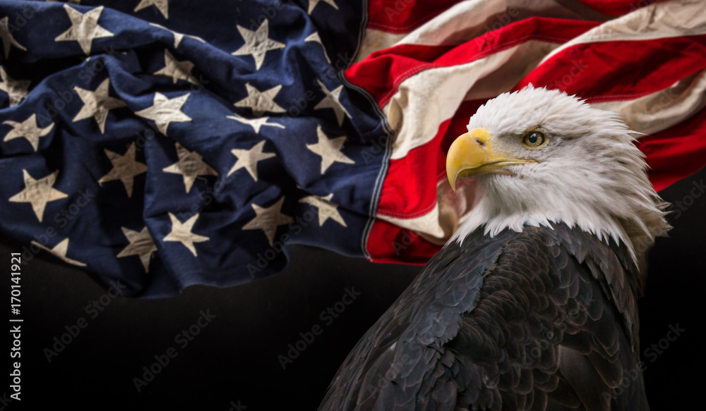 Naklejka premium Bald Eagle with American flag.