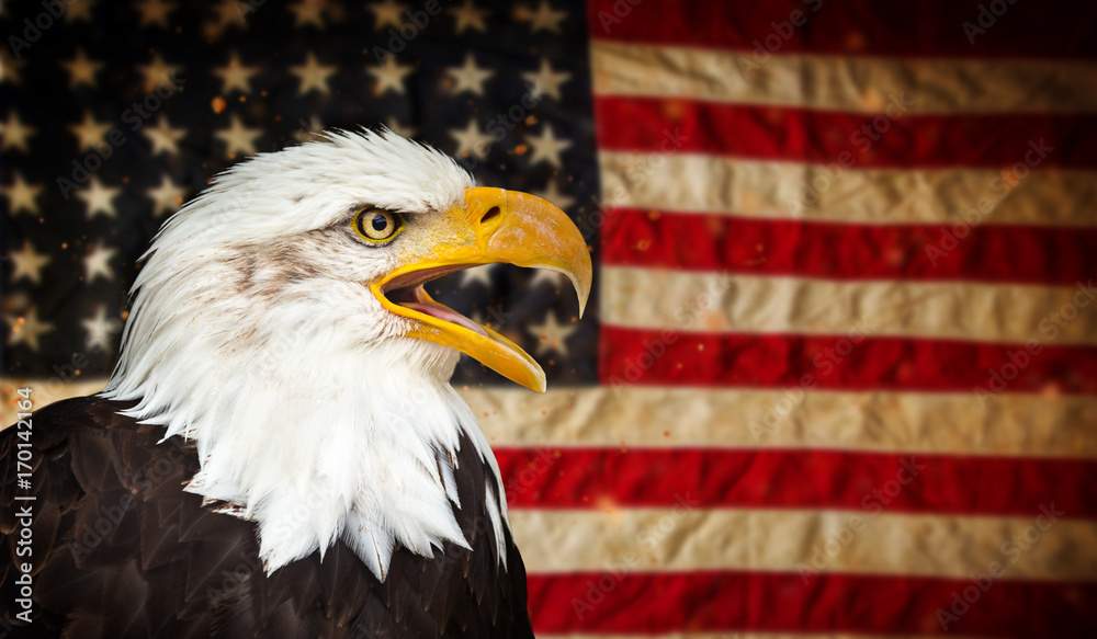 Naklejka premium Bald Eagle with American flag.
