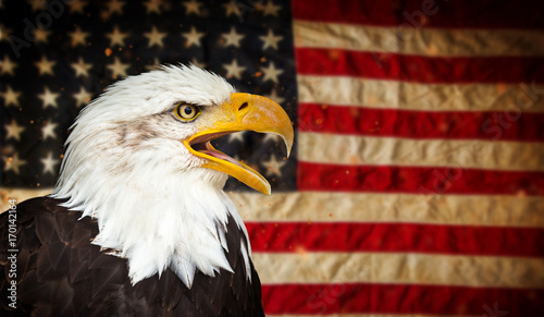 Bald Eagle with American flag.