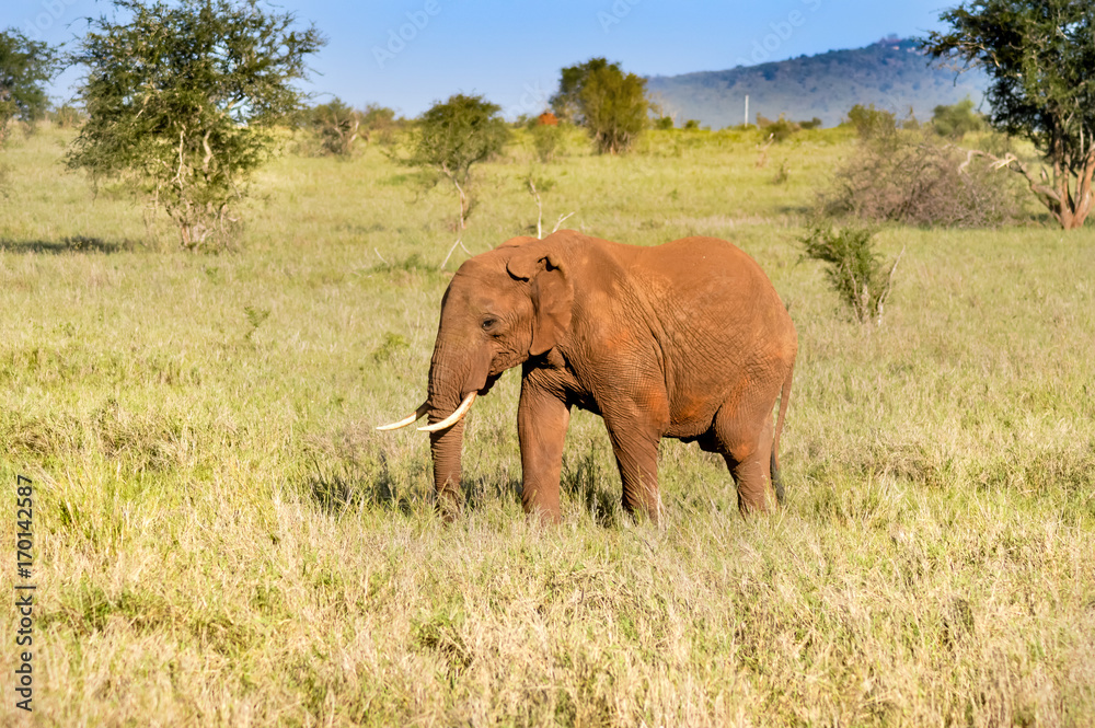 Isolated red elephant in the savannah
