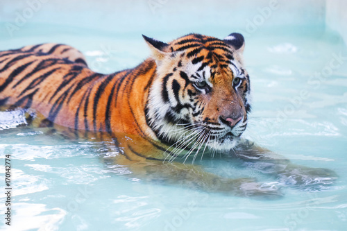 Tiger lying in the swimming pool