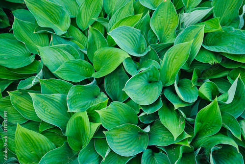 Hosta, or Funkia after a rain. Plant background of green leaves