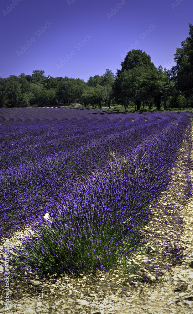 Naklejka premium Champ de lavande 1