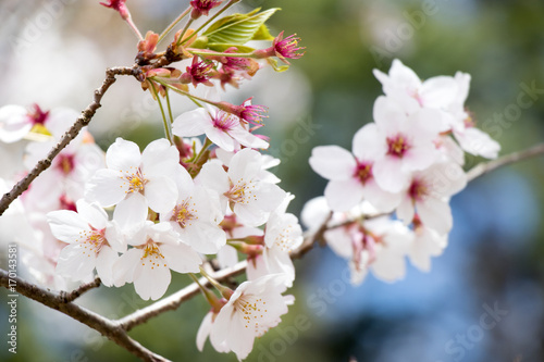 Closed up of beautiful Sakura  Cherry blossom  flower background