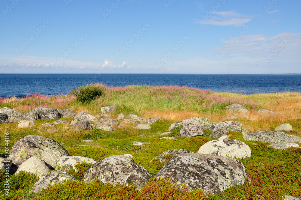 Coast of the White Sea and tundra vegetation on the Bolshoi Zayatsky Island  Solovetsky Archipelago, Russia