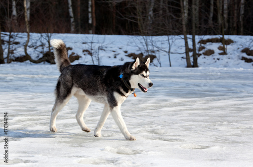 Siberian Husky dog walking on the frozen lake