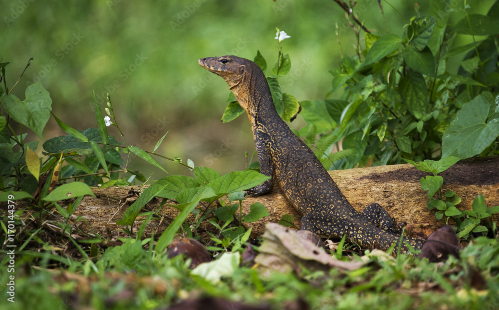 Obraz premium Asian Water Monitor