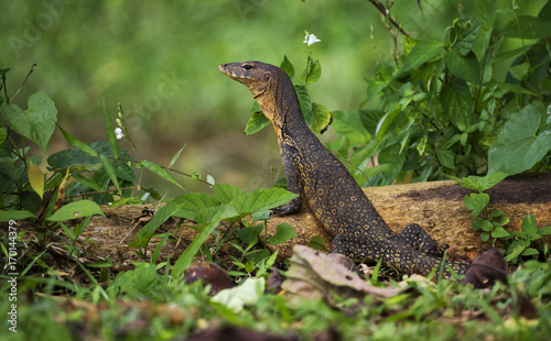 Asian Water Monitor