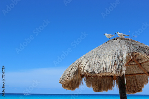 Rieten parasol met zeemeeuwen Cancun photo