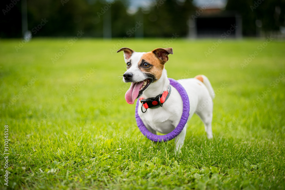 Crazy happy Jack Russell dog standing in a park with a ring on a neck
