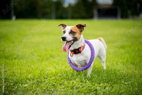 Crazy happy Jack Russell dog standing in a park with a ring on a neck