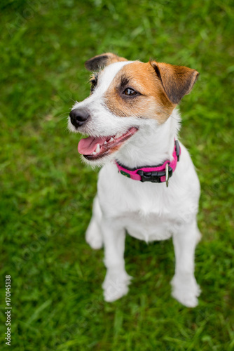 Happy Jack Russell puppy dogs sitting in a park smiling