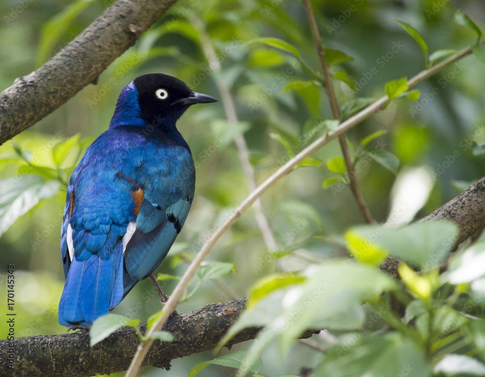 Obraz premium Superb starling