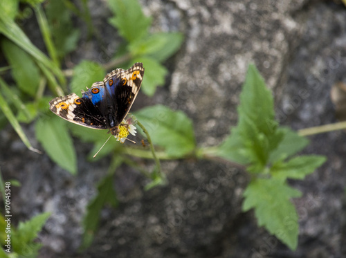 Beautiful Blue and Red Butterfly