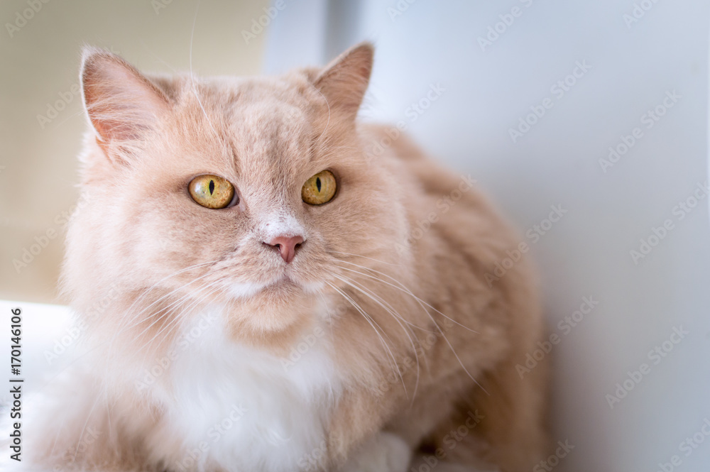 portrait of a cat close up of peach color portrait of a cat close up of peach color