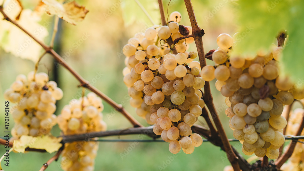 Bunch of grapes ready to be harvested. Bunch of grapes ready to be harvested.