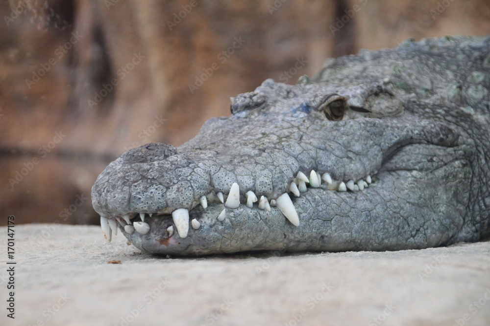 Fototapeta premium Crocodile in Rotterdam Zoo