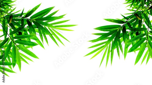 green bamboo leaves isolated on white background