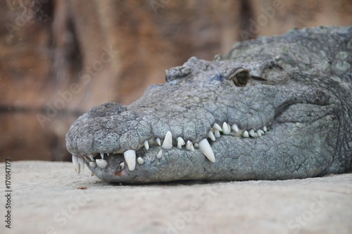 Crocodile in Rotterdam Zoo