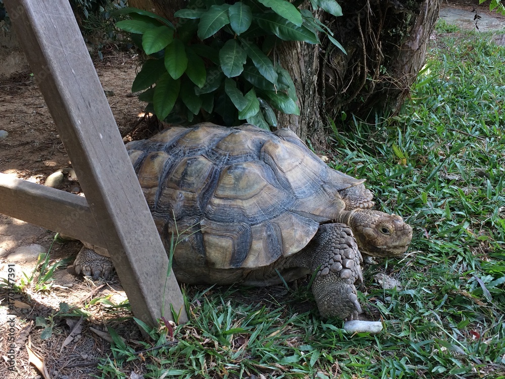 Fototapeta premium Large Turtle - Turtle Museum Singapore Tortoise
