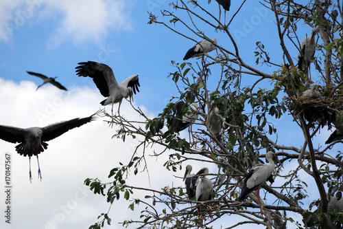 A flock of open billed stork bird perch and winged at the tree on blue sky and white cloud background. A lot of black and white color of Asian openbill bird on the green tree. photo