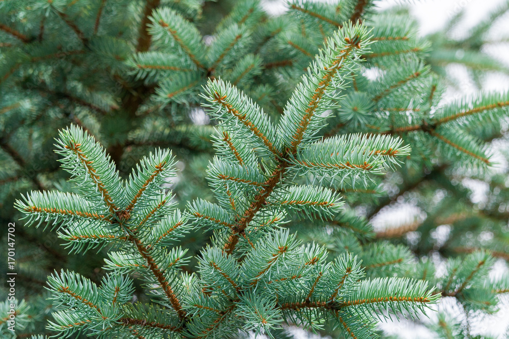 Closeup view of a blue spruce branches Closeup view of a blue spruce branches
