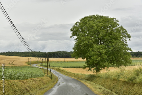 Arbre Isole En Plein Champs Au Bord D Une Route De Campagne Sous La Pluie Au Perigord Vert Stock Photo Adobe Stock