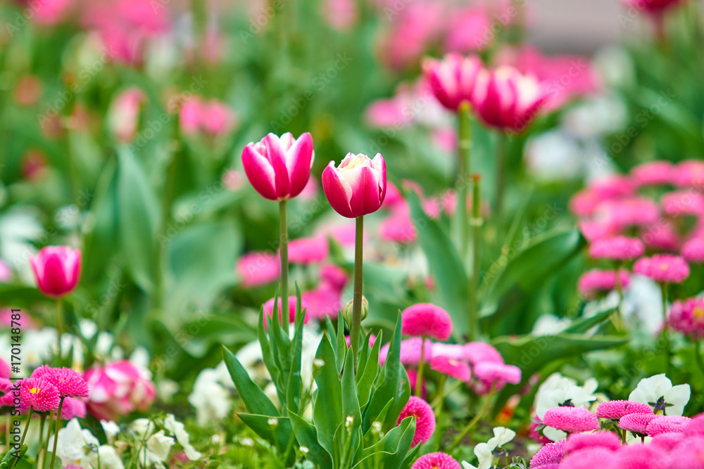 Beautiful flowers background. Floral background Beautiful flowers background. Floral background
