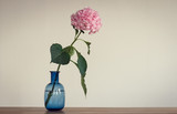 Flower pink hydrangeas in the blue bottle on the white background of the wall.