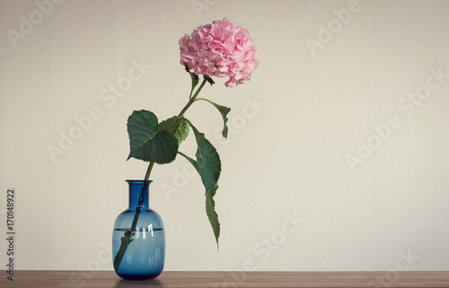 Flower pink hydrangeas in the blue bottle on the white background of the wall.