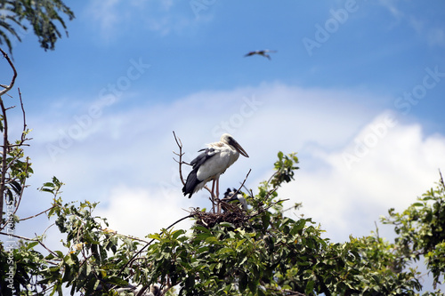 A open billed stork bird perch at the top of the tree on blue sky and white cloud background. A black and white color of Asian openbill bird on the green tree. photo
