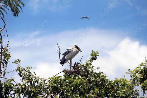 A open billed stork bird perch at the top of the tree on blue sky and white cloud background. A black and white color of Asian openbill bird on the green tree.