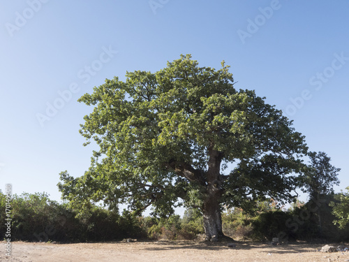 Una quercia secolare in Sardegna photo