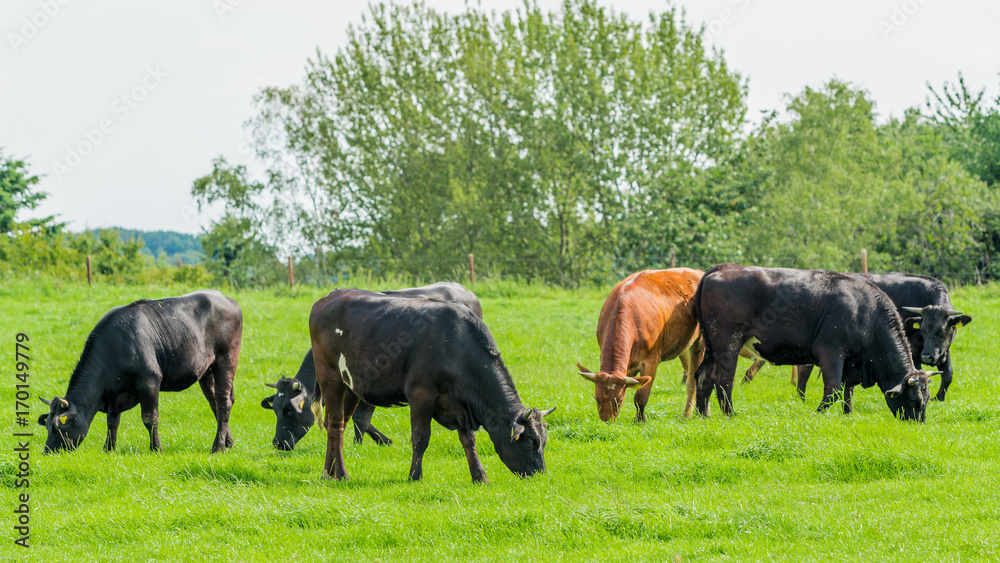 Cows on meadow. Grazing calves Cows on meadow. Grazing calves